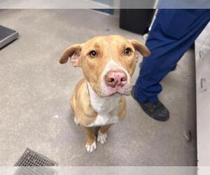 Mutt Dogs for adoption in HESPERIA, CA, USA