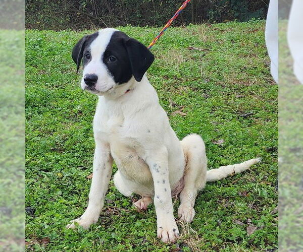 Medium Photo #2 Labrenees Puppy For Sale in Wetumpka, AL, USA