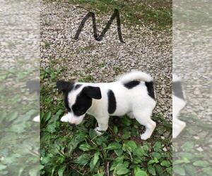 Jack Russell Terrier Puppy for sale in GLENFORD, OH, USA