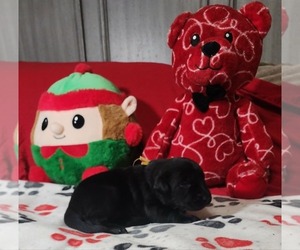 Medium Labrador Retriever