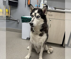 Siberian Husky-Unknown Mix Dogs for adoption in Las Vegas, NV, USA
