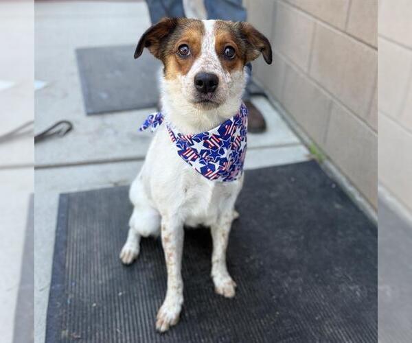 Medium Photo #1 Texas Heeler-Unknown Mix Puppy For Sale in Modesto, CA, USA