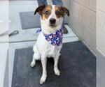 Small Texas Heeler Mix