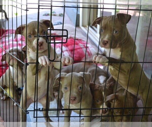 Medium Photo #12 American Bully Puppy For Sale in LENOIR CITY, TN, USA