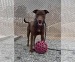 Small Doberman Pinscher Mix