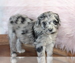 Small Photo #2 Aussiedoodle Puppy For Sale in ARLINGTON, TN, USA
