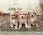 Small Photo #9 Maltipoo Puppy For Sale in MILLERSBURG, IN, USA
