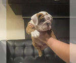 Small #11 English Bulldog