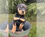 Small #2 Rottweiler