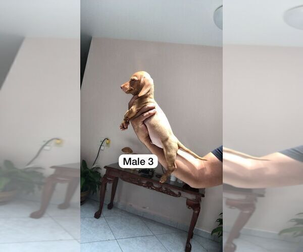 Medium Photo #10 Dachshund Puppy For Sale in LA MESA, CA, USA