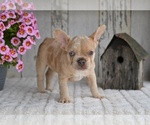 Small #3 French Bulldog