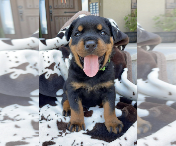 Medium Photo #1 Rottweiler Puppy For Sale in LAKELAND, FL, USA