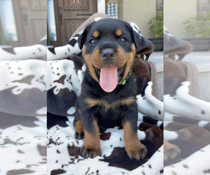 Rottweiler Puppy for Sale in LAKELAND, Florida USA