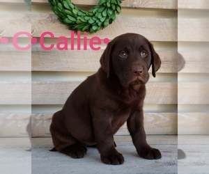 Labrador Retriever Puppy for sale in SUGARCREEK, OH, USA