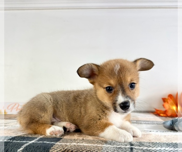 Medium Photo #2 Pembroke Welsh Corgi Puppy For Sale in GREENFIELD, IN, USA