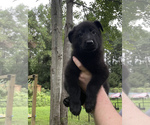 Puppy Red German Shepherd Dog