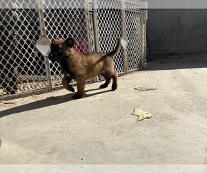 Malinois Puppy for sale in MAYWOOD, CA, USA