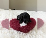 Small Photo #122 Bernedoodle Puppy For Sale in BELMONT, NC, USA