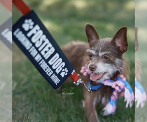 Chihuahua-Unknown Mix Dogs for adoption in Boston, MA, USA