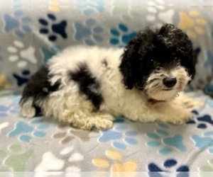 Poodle (Toy) Puppy for sale in RIPLEY, MS, USA