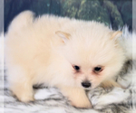 Small Photo #7 Pomeranian Puppy For Sale in AZLE, TX, USA