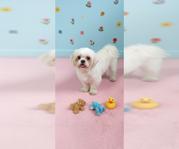 Medium Photo #4 Shih Tzu Puppy For Sale in Weston, FL, USA