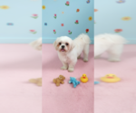 Small #3 Shih Tzu