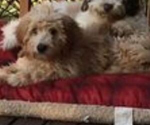 Goldendoodle-Poodle (Standard) Mix Puppy for sale in PARK HILL, OK, USA