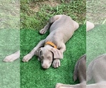 Small Photo #22 Weimaraner Puppy For Sale in WHITE HALL, AR, USA