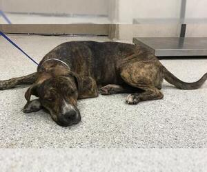 American Pit Bull Terrier-Unknown Mix Dogs for adoption in Conroe, TX, USA