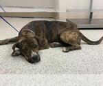 Small American Pit Bull Terrier Mix