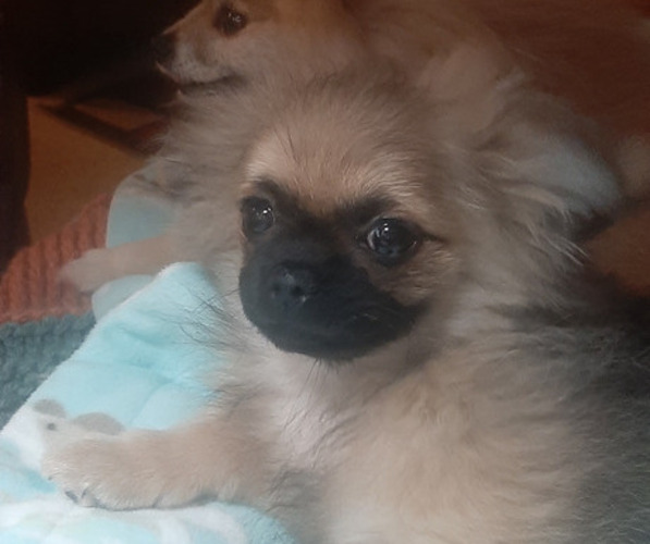 Medium Photo #1 Shiranian Puppy For Sale in WISCONSIN DELLS, WI, USA