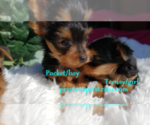 Small Photo #3 Yorkshire Terrier Puppy For Sale in ARLINGTON, TX, USA