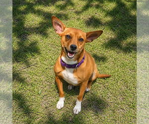 Chihuahua-Unknown Mix Dogs for adoption in Newfield, NJ, USA