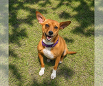 Small Chihuahua Mix