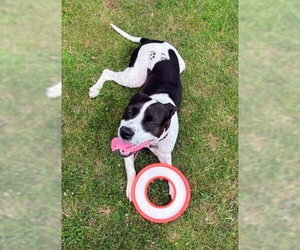 Cooper Lizman - Male Pointer-Unknown Mix Dog for Adoption - Photo #4