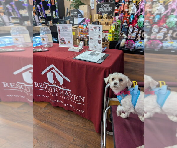 Medium Photo #1 Maltipoo (Miniature) Puppy For Sale in Caldwell, NJ, USA