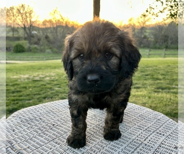 Medium Photo #2 Goldendoodle Puppy For Sale in KNOB NOSTER, MO, USA