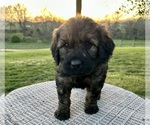 Small Photo #2 Goldendoodle Puppy For Sale in KNOB NOSTER, MO, USA