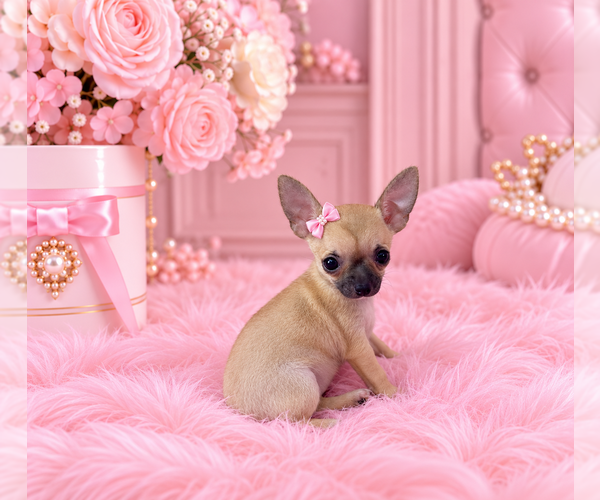 Medium Photo #19 Chihuahua Puppy For Sale in MIAMI, FL, USA