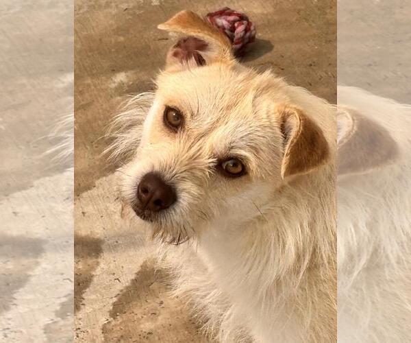 Medium Photo #1 Cairn Terrier-Unknown Mix Puppy For Sale in Yardley, PA, USA