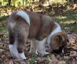 Small #2 Akita