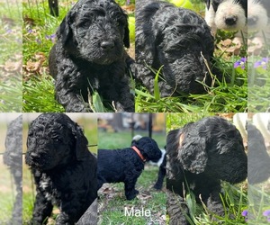 Goldendoodle Puppy for sale in LOTHIAN, MD, USA
