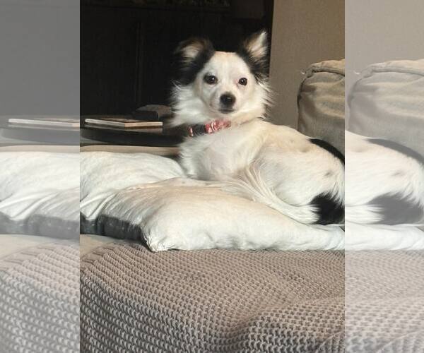 Medium Photo #2 Chiranian Puppy For Sale in Littleton, CO, USA