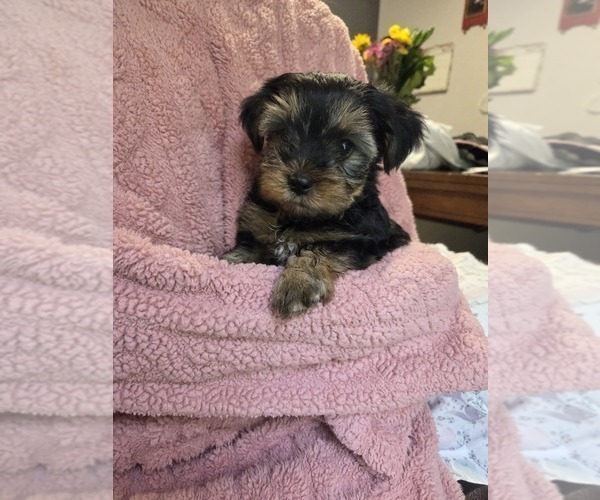 Medium Photo #33 Yorkshire Terrier Puppy For Sale in RHOADESVILLE, VA, USA