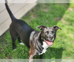 Small #22 American Staffordshire Terrier Mix
