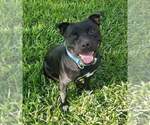 Small Photo #4 Staffordshire Bull Terrier Puppy For Sale in HOUSTON, TX, USA