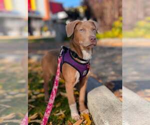Biscuit - Male Unknown-Weimaraner Mix Dog for Adoption - Photo #2
