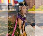 Small Photo #2 Unknown-Weimaraner Mix Puppy For Sale in Bellingham, WA, USA