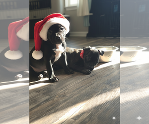 American Staffordshire Terrier Dogs for adoption in MIDWAY, UT, USA